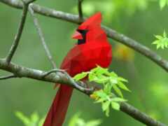 красная птица сидит на ветке дерева