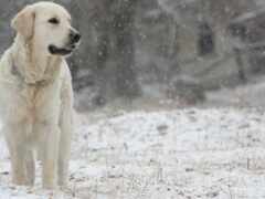 белая собака стоит на снегу в поле