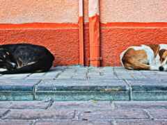 две собаки спят на ступеньках здания рядом с красной стеной