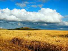 поле, пшеницы, песнь