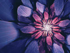 фиолетовый, абстракция, цветы