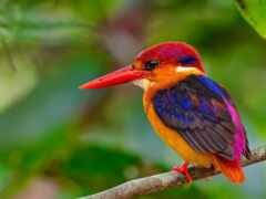 kingfisher, птица, гном