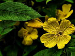 желтый цветок с зелеными листьями на заднем плане