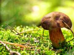 mushroom, мох, лес