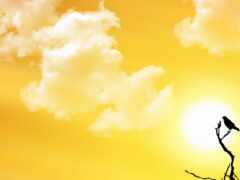 есть птица, сидящая на ветке на закате