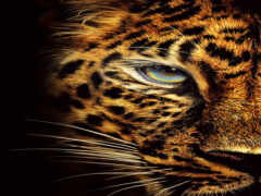 jaguar, телефон, животное