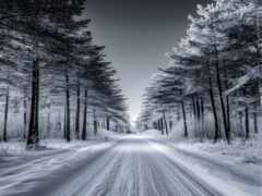 черно-белая фотография снежной дороги с деревьями