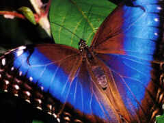 бабочки, бабочка, красивые