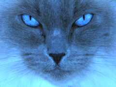 кот, глаз, синий