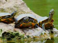 три черепахи сидят на скале в воде