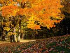 дерево, осень, листва