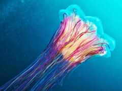 jellyfish, цианея, hairy