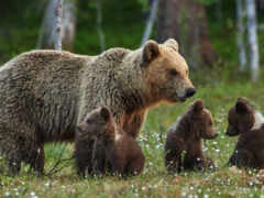 медведь, браун, medvezhonok
