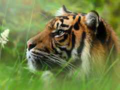 есть тигр, который смотрит на что-то в траве