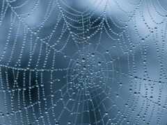 toile, fond, web