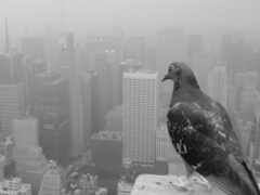 арафа сидит на выступе с видом на городской горизонт