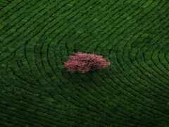 одинокое дерево в поле зеленой травы с розовым цветком