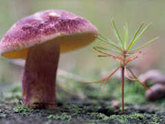грибы, грибы, фото