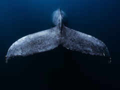 кит хвост