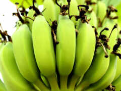 банан, дерево, растение