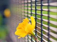 желтый цветок, торчащий из забора с зеленым фоном