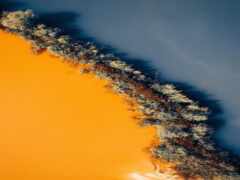 вид на группу деревьев на желтом и синем фоне