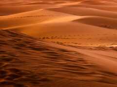 арафы в пустыне с песчаными дюнами и следами в песке