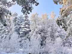 winter, снег, дерево