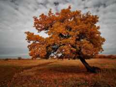 дерево, дуб, осень