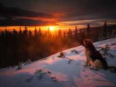 женщина-собака, сидящая на снежном холме с заходом солнца на заднем плане