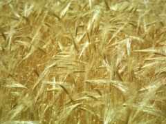 поле, пшеницы, пшеница