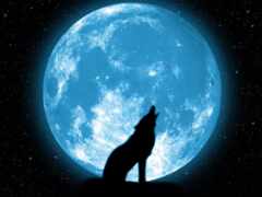 волк, луна, луну