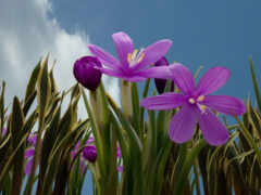 Цветы, фиолетовый, природа