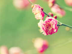 cvety, Сакура, priroda