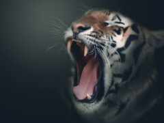 есть тигр, который зевает широко открытым ртом