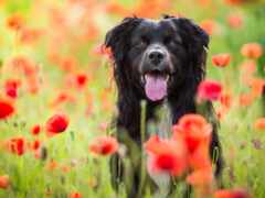 есть собака, которая сидит в поле цветов