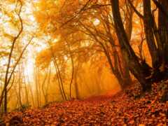 лес, осень, лист