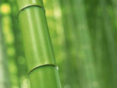бамбук, растет