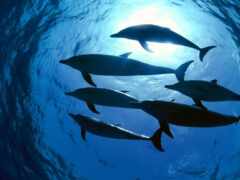 море, depth, дельфины