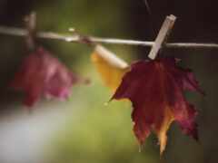 есть три листья, висящие на линии одежды с булавками для одежды