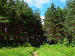 дерево, россия, floresta