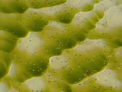 на поверхности зеленой поверхности много крошечных черных жуков