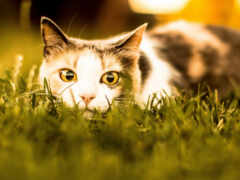 кот, траве, взгляд