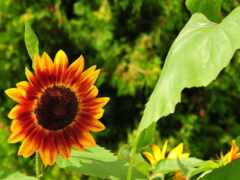 есть подсолнечник, который цветет в саду