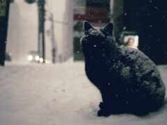 кот, снег, город