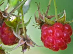 есть две малины на ветке растения