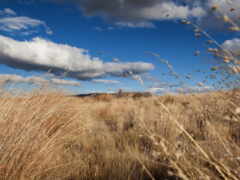 высокая трава и сорняки в поле с голубым небом