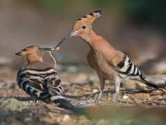 на земле стоят две птицы, одна из которых кусает другую