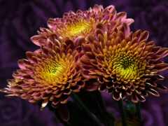 chrysanthemum, фиолетовый, желтый
