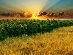 женское поле подсолнухов перед закатом
